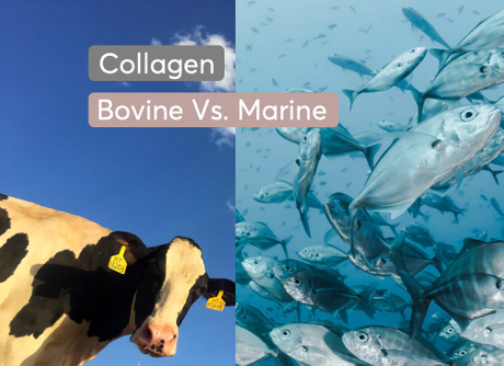 Best Collagen Peptides Powder for Hair Marine vs Bovine.jpg