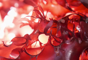 Astaxanthin biverkningar.png