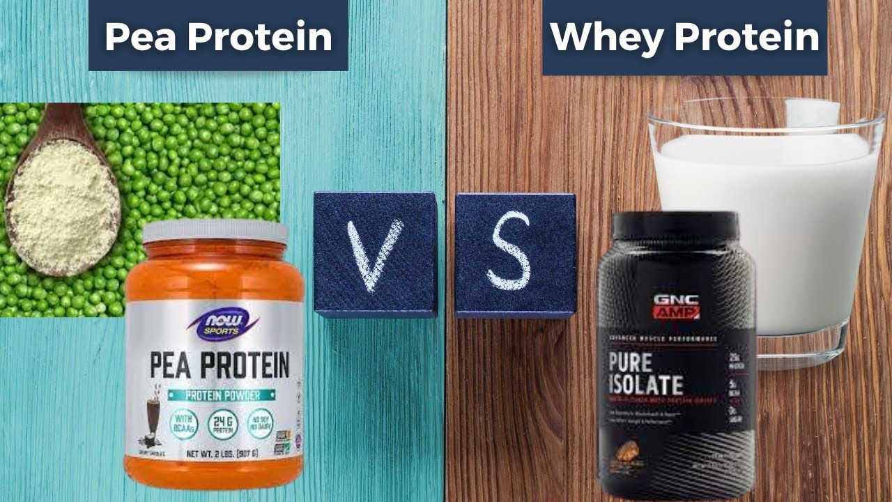 Pea protein powder vs whey yanggebiotech
